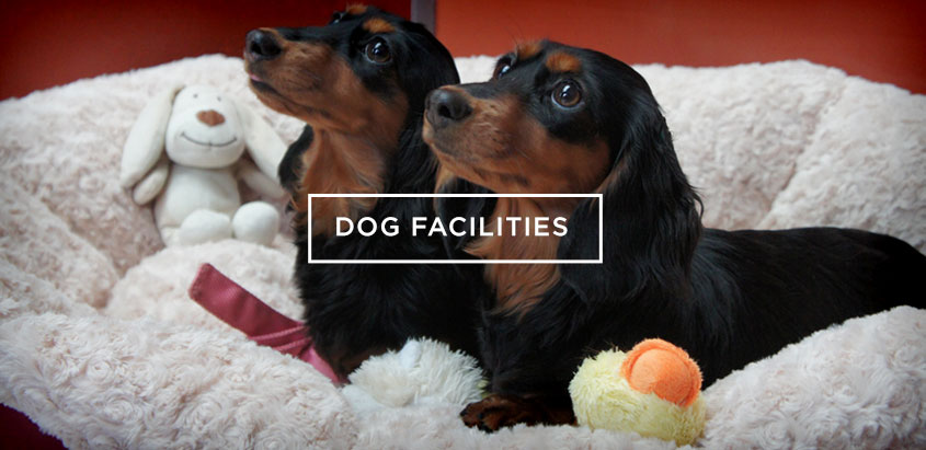 Dog Facilities