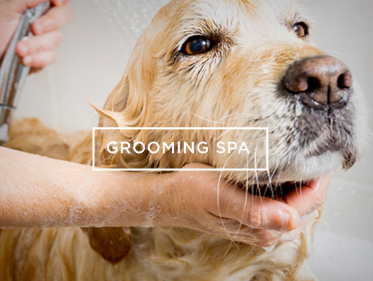 grooming-spa