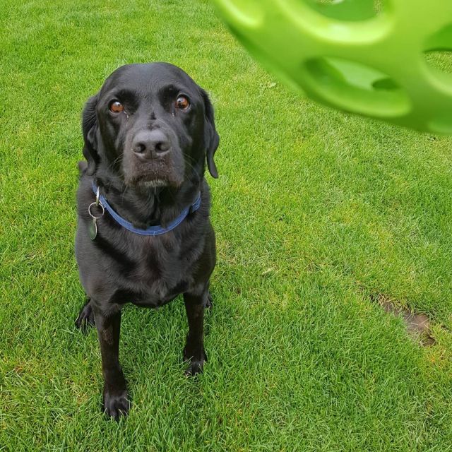 Monty #rhyddingskennels #dogstagram #luxurydog #dogboarding