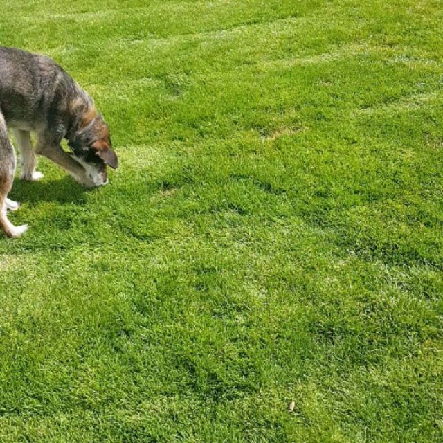 Tiger and Mabel having fun on their Trial Day, making sure they will have a Happy Holiday Stay with us. #happydogs #luxurydog #rhyddingskennels #dogsofinstagram