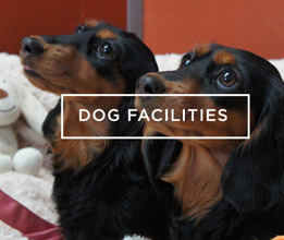 Dog Facilities