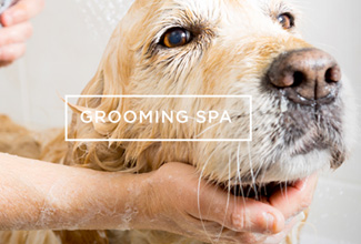 Grooming Spa